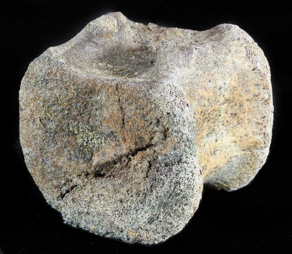 Bargain Triceratops Caudal (Tail) Vertebrae - ND #46929